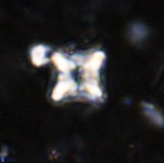 Micula vekshinae decussata 34137