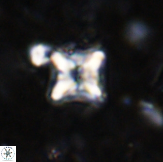 Micula vekshinae decussata 34137
