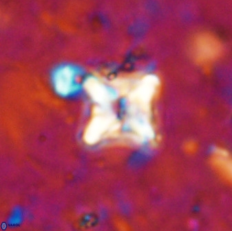 Micula vekshinae decussata 34138