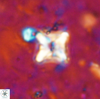 Micula vekshinae decussata 34138