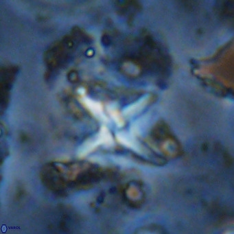 Micula vekshinae decussata VR 11441