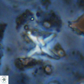Micula vekshinae decussata VR 11441