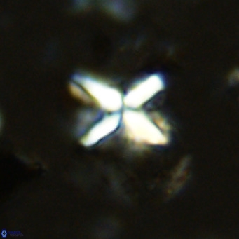 Micula vekshinae decussata VR 11428