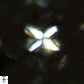 Micula vekshinae decussata VR 11428
