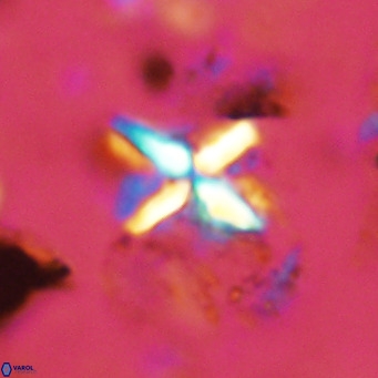 Micula vekshinae decussata VR 11429