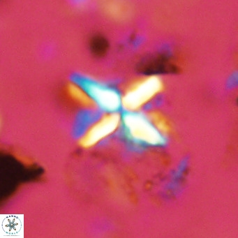 Micula vekshinae decussata VR 11429
