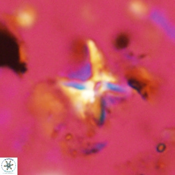 Micula vekshinae decussata VR 11430