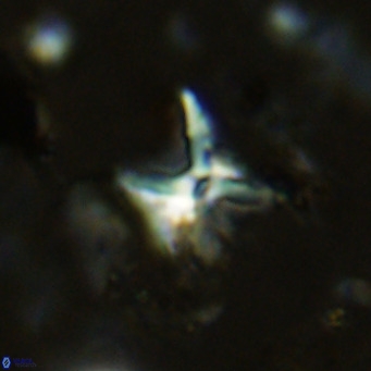 Micula vekshinae decussata VR 11431