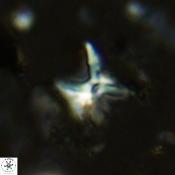 Micula vekshinae decussata VR 11431