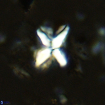 Micula vekshinae decussata VR 11432