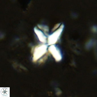 Micula vekshinae decussata VR 11432