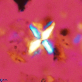 Micula vekshinae decussata VR 11433