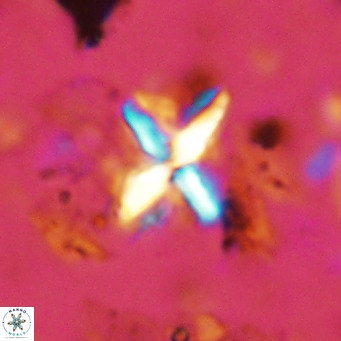 Micula vekshinae decussata VR 11433