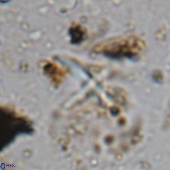 Micula vekshinae decussata VR 11434