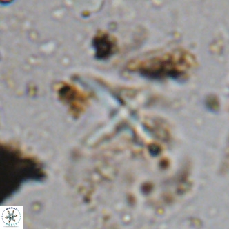 Micula vekshinae decussata VR 11434
