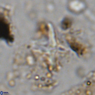 Micula vekshinae decussata VR 11435