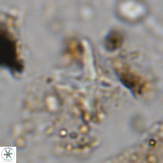 Micula vekshinae decussata VR 11435