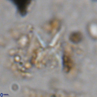 Micula vekshinae decussata VR 11437