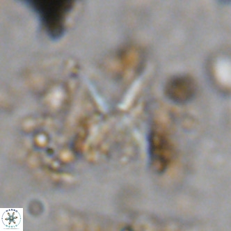Micula vekshinae decussata VR 11437