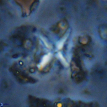 Micula vekshinae decussata VR 11438