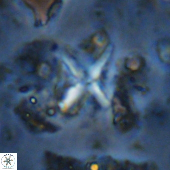 Micula vekshinae decussata VR 11438