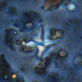 Micula vekshinae decussata VR 11439