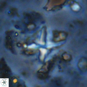 Micula vekshinae decussata VR 11439