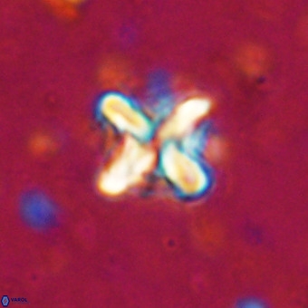 Micula vekshinae decussata VR 20961