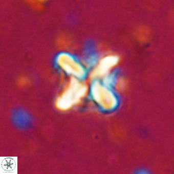 Micula vekshinae decussata VR 20961
