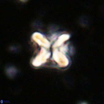 Micula vekshinae decussata VR 20962
