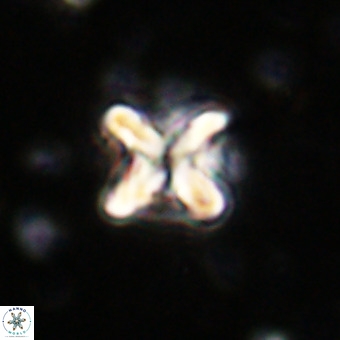 Micula vekshinae decussata VR 20962