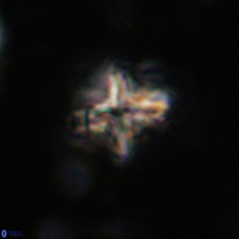 Micula vekshinae decussata VR 20963