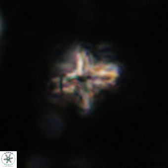 Micula vekshinae decussata VR 20963