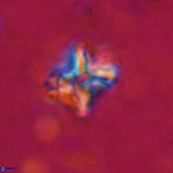 Micula vekshinae decussata VR 20964