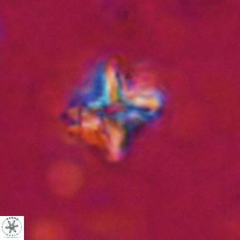 Micula vekshinae decussata VR 20964