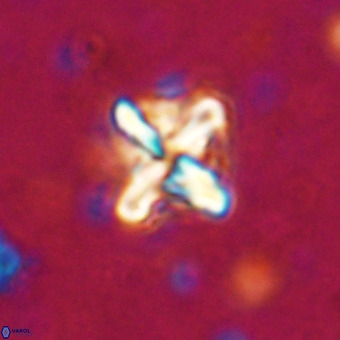Micula vekshinae decussata VR 20965
