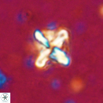 Micula vekshinae decussata VR 20965