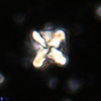 Micula vekshinae decussata VR 20966