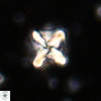 Micula vekshinae decussata VR 20966