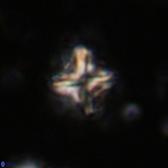 Micula vekshinae decussata VR 20968