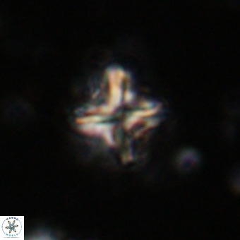 Micula vekshinae decussata VR 20968