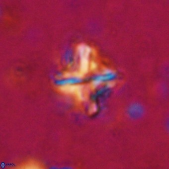 Micula vekshinae decussata VR 20969