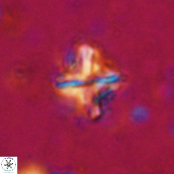 Micula vekshinae decussata VR 20969