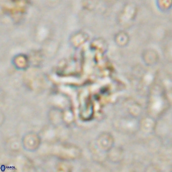 Micula vekshinae decussata VR 20972