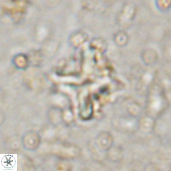 Micula vekshinae decussata VR 20972