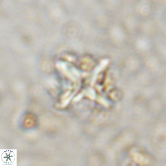 Micula vekshinae decussata VR 20974