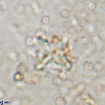 Micula vekshinae decussata VR 20975