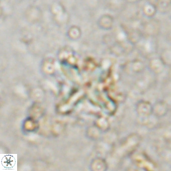 Micula vekshinae decussata VR 20975