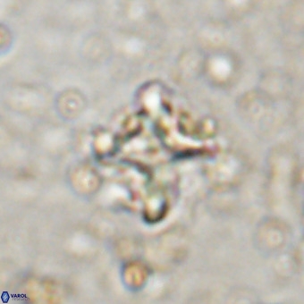 Micula vekshinae decussata VR 20976