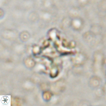Micula vekshinae decussata VR 20976